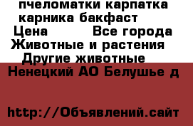 пчеломатки карпатка карника бакфаст F-1 › Цена ­ 800 - Все города Животные и растения » Другие животные   . Ненецкий АО,Белушье д.